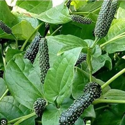 Pipal (Long Pepper / Pippali)